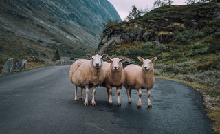 Owce stojące na drodze. Photo by Dessy Dimcheva